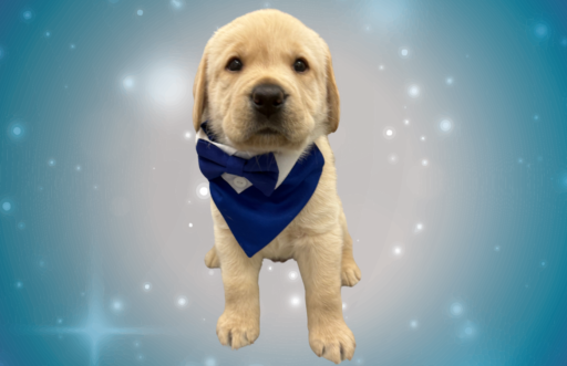 a yellow lab puppy wearing a blue bandana and bow tie in front of a glittery blue backdrop.