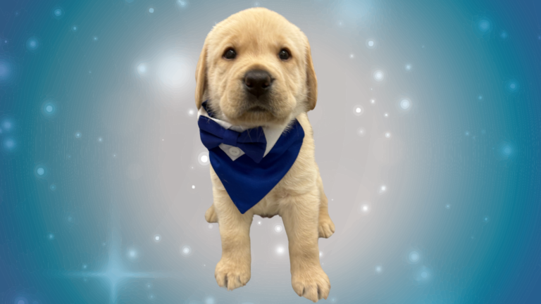 a yellow lab puppy wearing a blue bandana and bow tie in front of a glittery blue backdrop.